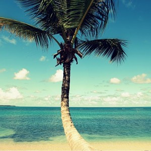 Palm Tree on a beach in Puerto Rico