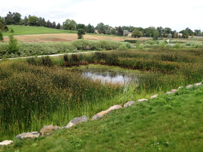 This constructed wetland basin serves a 16-ha (40-ac) drainage area, treating stormwater runoff before it discharges to Barnum Lake. Created by the City and County of Denver and the Colorado Department of Transportation, it captures first-flush runoff, which is then released over a 24-hour period. Photo credit: Saeed Farahmandi, Denver Public Works