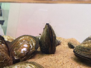 Bivalves like Anodonta californiensis, the California floater mussel, can remove significant amounts of pollutants from water. Photo credit: Stanford