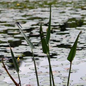 Wetlands Reduce Flooding and Related Damages, Study Says
