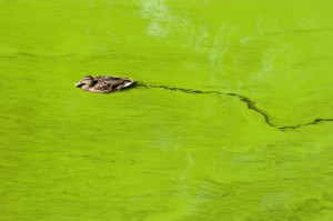 Algal blooms came to the forefront of national attention this year and brought nutrient issues into sharper focus. Managing stormwater on agricultural lands is an important aspect of controlling nutrient pollution, and water quality trading may be one solution to this challenge.  