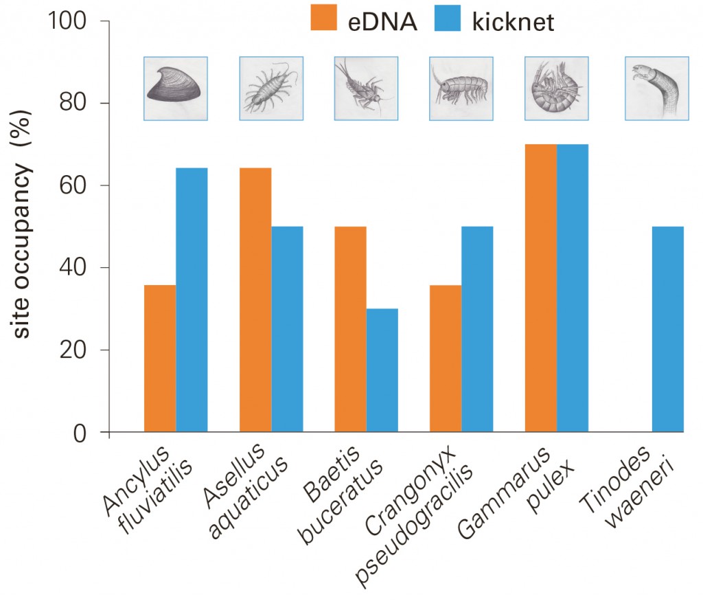 The eDNA method effectively detects a wide range of macroinvertebrate species; in some cases, the results are better than with the conventional approach.