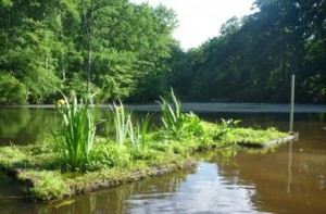 A floating treatment wetland at Ashby Pond in Fairfax, Va. Image courtesy of David Sample, Virginia Tech 
