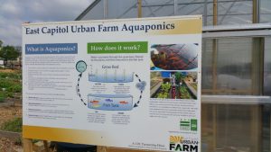 Local fish production at East Capitol Urban Farm (Washington, D.C.) lessens the risk that contaminants from urban waterways will make their way onto D.C. dinner tables. The farm’s fish exchange program extends this security to local anglers. (Photo courtesy Seth Brown)