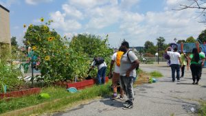 In anticipation of a farmers’ market to be held soon on East Capitol Urban Farm (Washington, D.C.), Green Zone Environmental Program students help prepare by weeding plants, moving mulch, and seeding plant beds. (Photo courtesy Seth Brown)