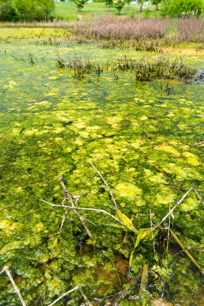 harmful algal blooms experiment