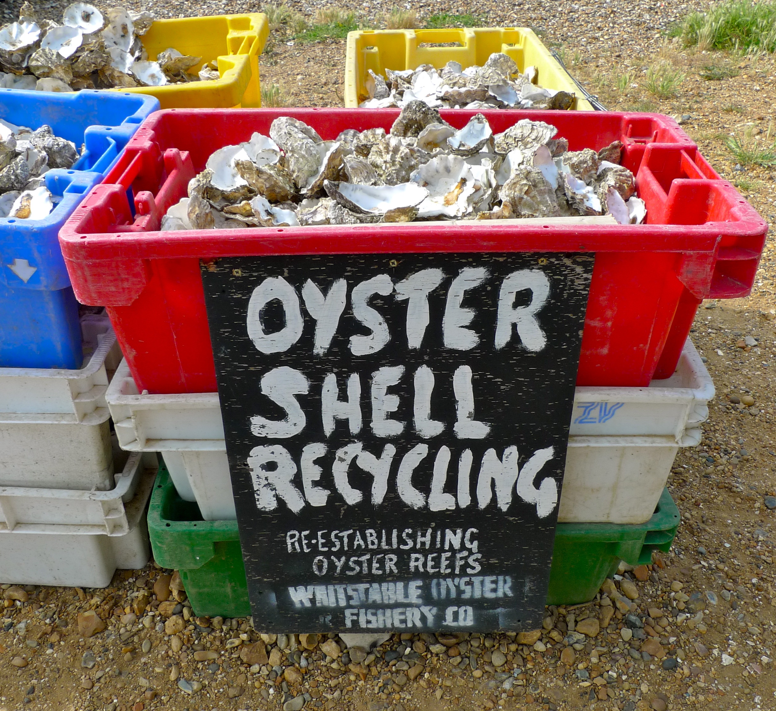 Ambitious partnership sets goal to plant 10 billion water-cleaning oysters in Chesapeake Bay