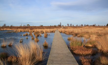 Targeted Wetland Restoration Maximizes Nutrient Removal
