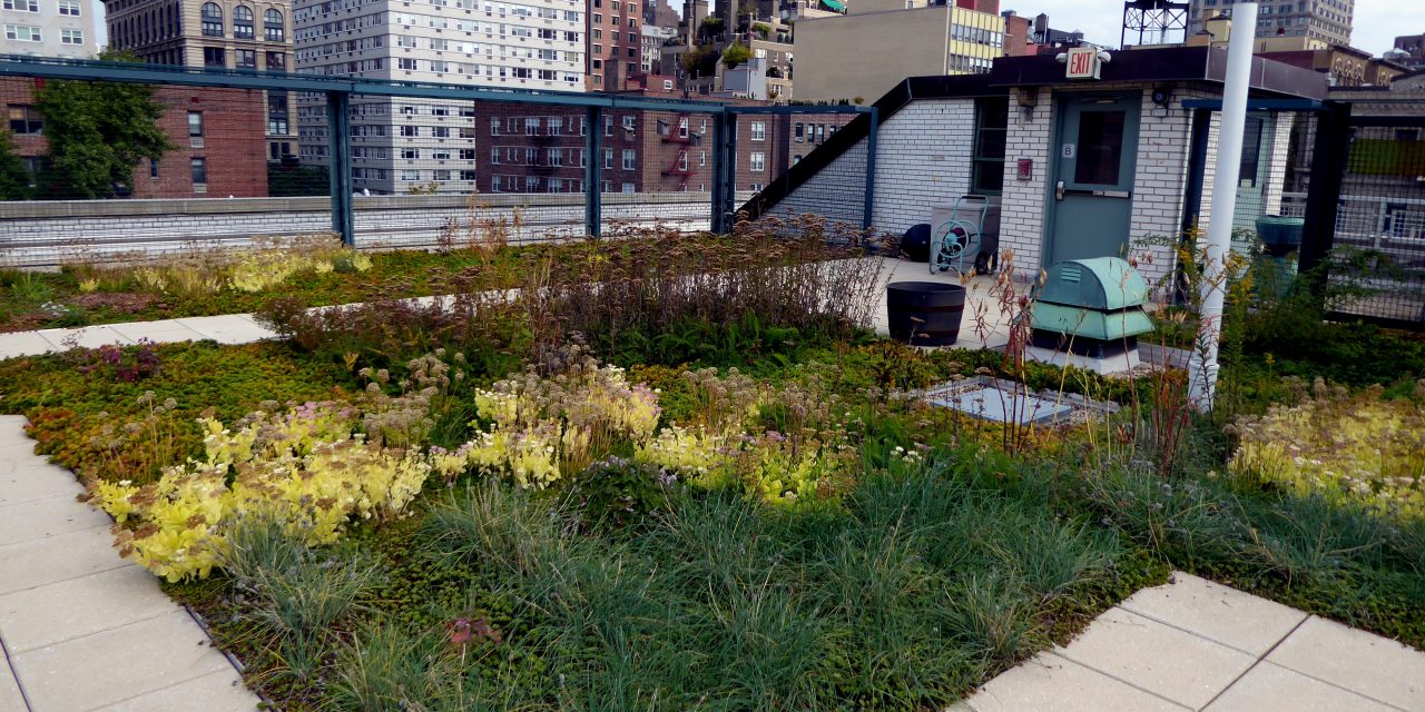 Less Than 0.1% of New York City Buildings Feature Green Roofs, Study Finds