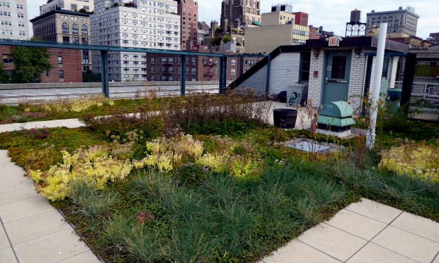 Less Than 0.1% of New York City Buildings Feature Green Roofs, Study Finds