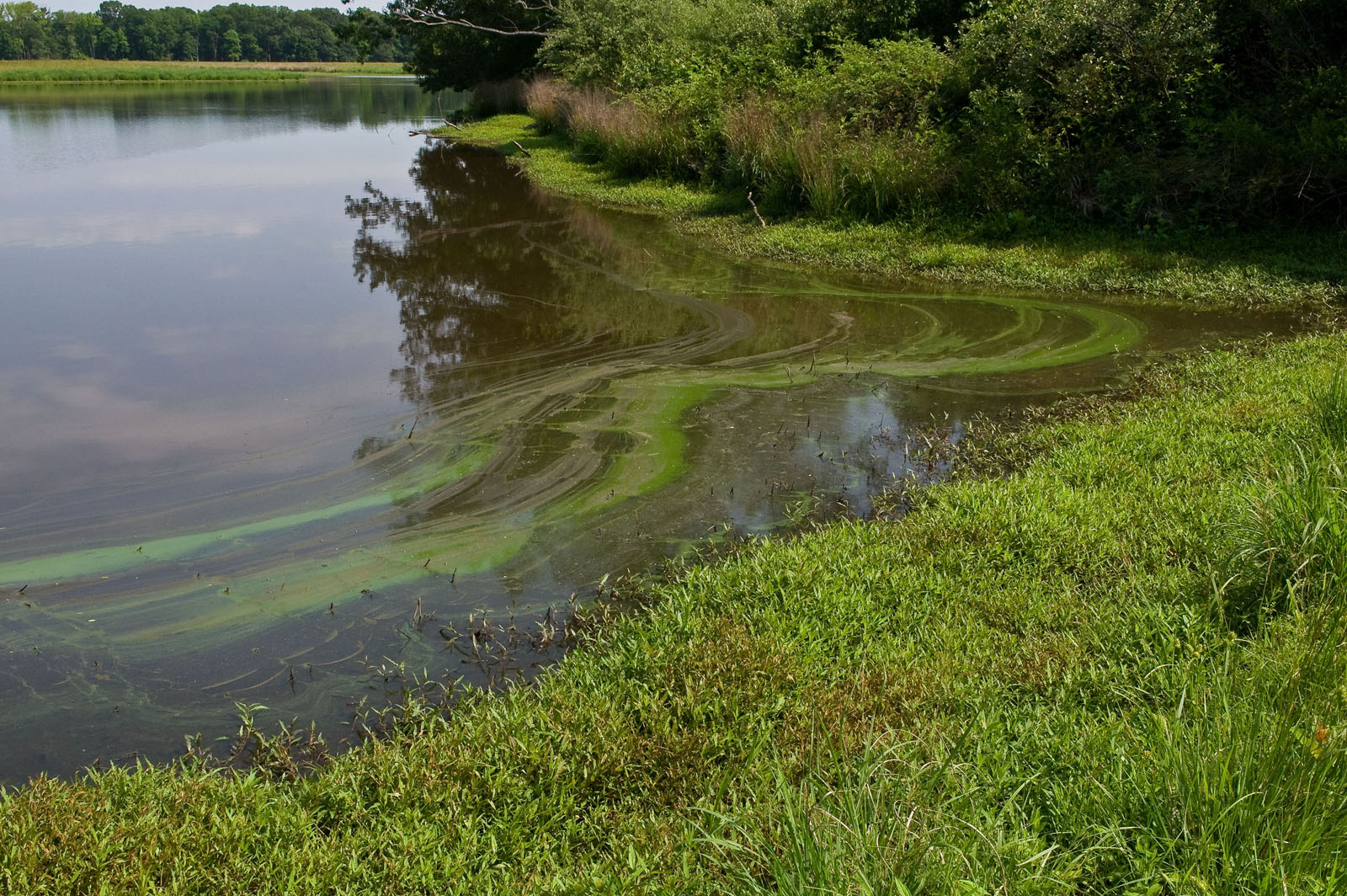 Стоком реки называют. Речка Алга. Вода июль. Водоросли река Ока. Шиловское озеро цветение водорослей.