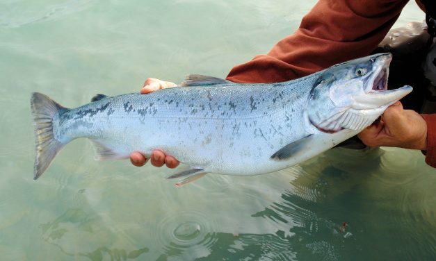 Green Infrastructure Protects Salmon From Pollutants and Plastics