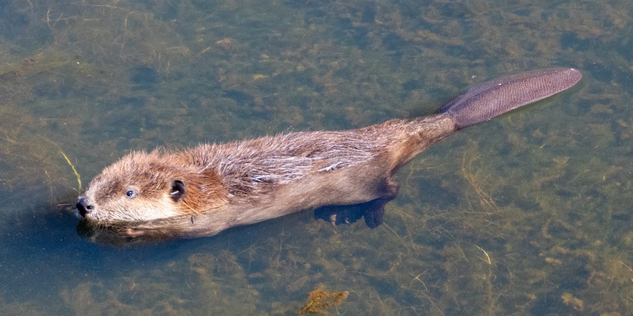 California Groups Work to Reestablish Beaver Population