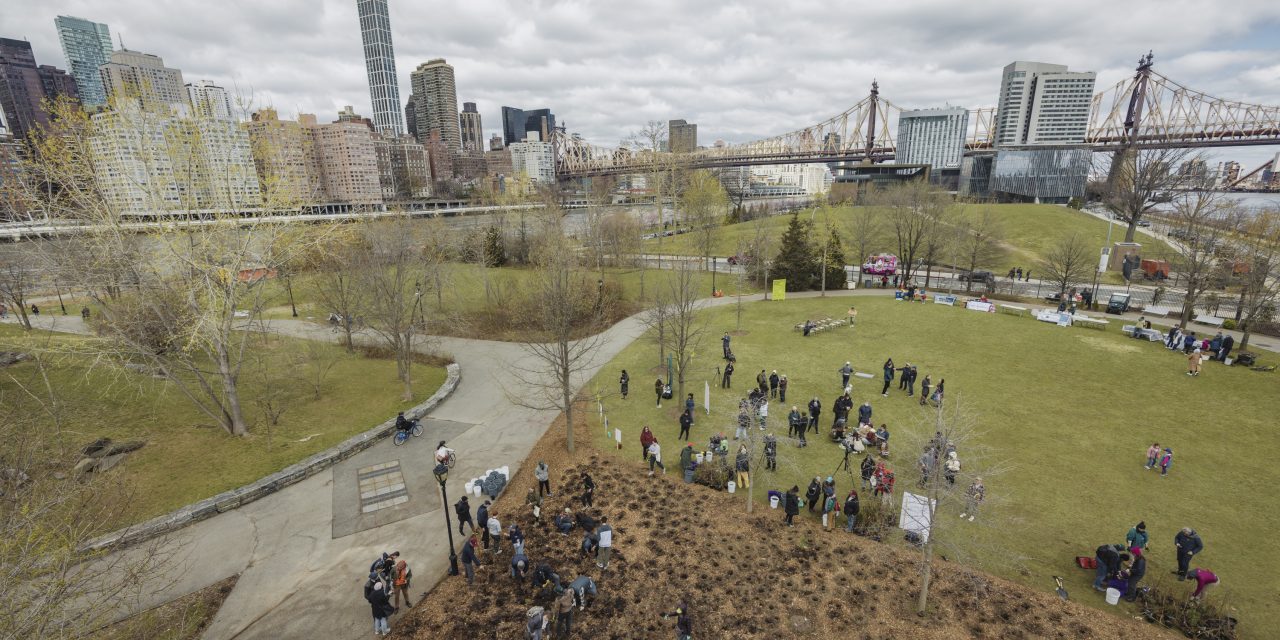 First-of-Its-Kind ‘Pocket Forest’ Planted in New York City