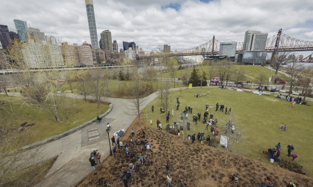 First-of-Its-Kind ‘Pocket Forest’ Planted in New York City