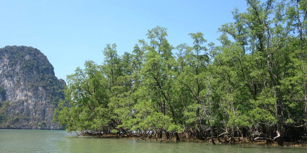 Assessment Reveals Global Mangrove Ecosystems at Serious Risk