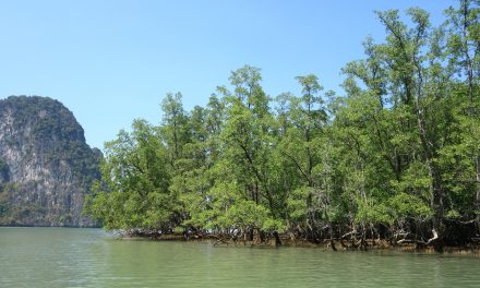 Assessment Reveals Global Mangrove Ecosystems at Serious Risk